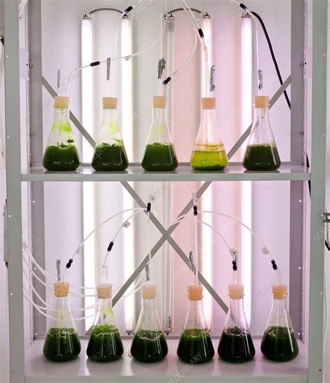 Microalgae food supplement production - Stock Image - C011/4053 ...