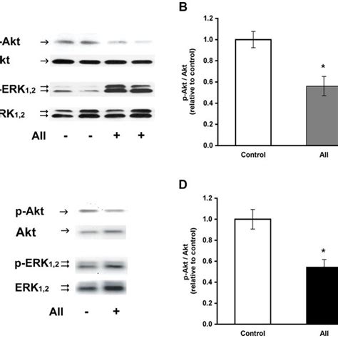 A Representative Western Blots Of Phosphorylated Akt P Akt Total Download Scientific