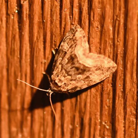 Tree House Moth Sheet · Inaturalist Mexico
