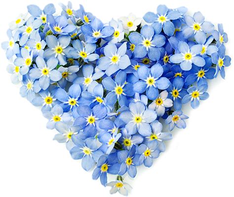 Forget Me Not PNG Transparent Images