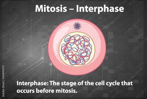 Process of mitosis interphase with explanations Stock Vector | Adobe Stock