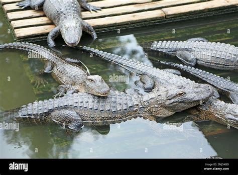 Group of alligators Stock Photo - Alamy