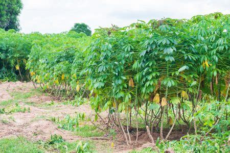 A mandioca nas plantações de mandioca na época das chuvas tem verdura