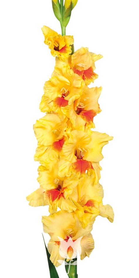 Gladiolus Jester Details