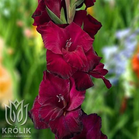 Gladiolus Mieczyk Biskupi 5 Szt 10 12 Hurtownia I Sklep Cebulki