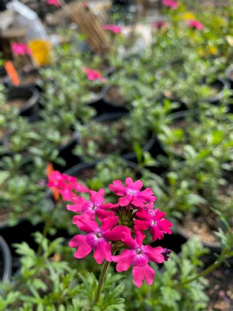 Verbena peruviana --Pink Verbena-- - Nursery San Marcos – Lone Star Nursery