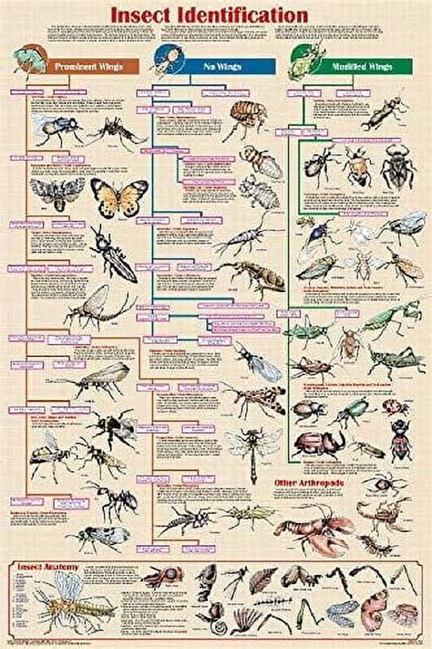 Insect Identification Educational Science Arthropod Chart Poster Metal ...