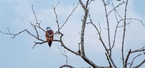 A Brahminy Kite Is Sitting On A Naked Tree Branch Stock Image Image Of Kite Background 260263823