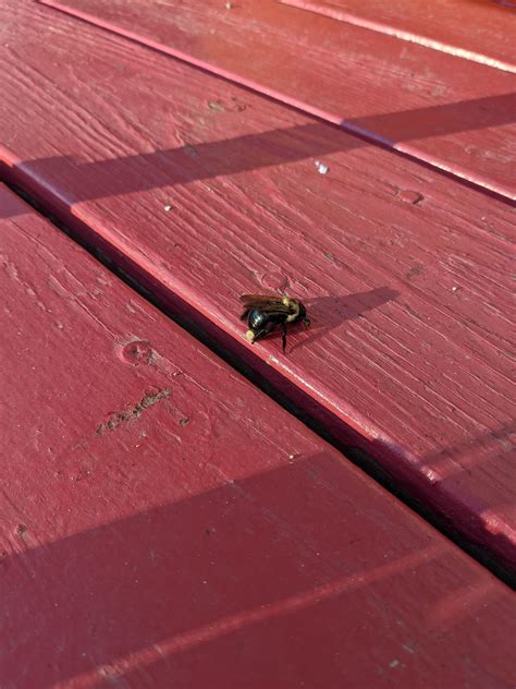 I found this bee (dead?) on my porch and was wondering what was coming