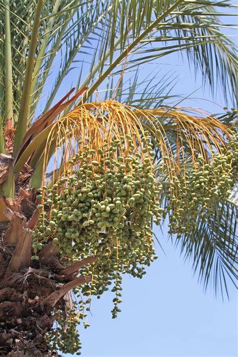 Fechas Inmaduras En Una Palmera De La Fecha Foto De Archivo Imagen De