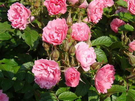 Pink Grootendorst | Lens Roses