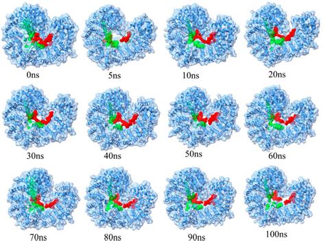 (Colour online) Snapshots of D1-Impα/β1complex over 100 ns MD ...