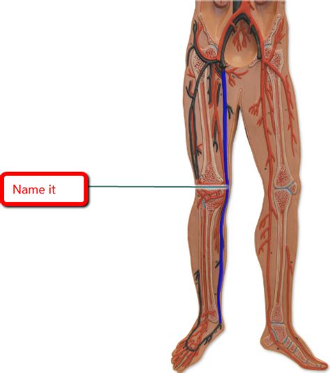 great saphenous vein pain - ModernHeal.com