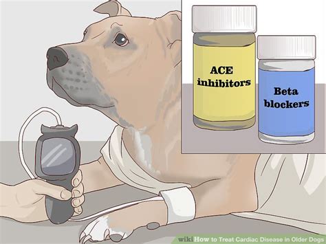 How to Treat Cardiac Disease in Older Dogs: 13 Steps