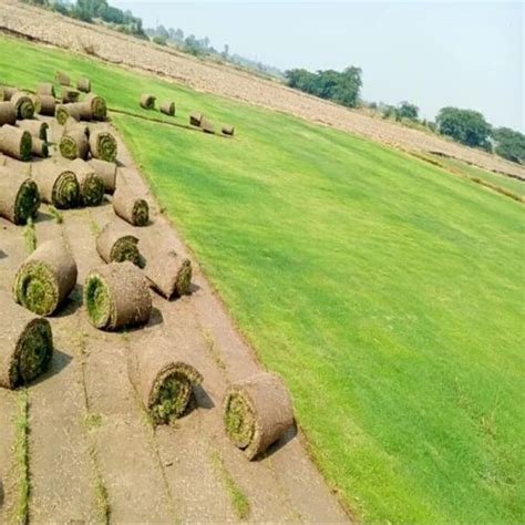 NATURAL GREEN NILGIRI GRASS CARPET ROLL at best price in New Delhi | ID ...