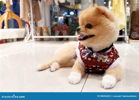 Pomeranian dog stock photo. Image of german, brown, clothed - 98505020