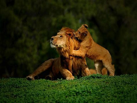 🔥 [70+] Lion Cub Wallpapers | WallpaperSafari