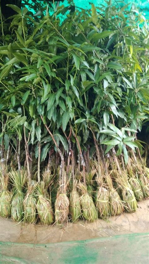 Dasheri Mango Plant At ₹ 150piece Hardoi Id 25735937262
