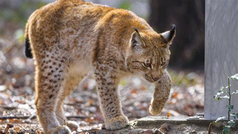 wallpaper lynx, movement, paws, predator HD : Widescreen : High ...