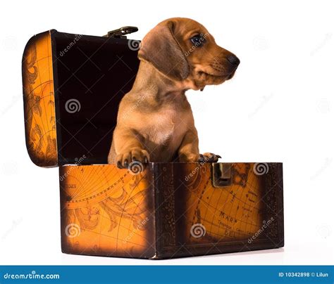 Filhote De Cachorro Do Dachshund Foto De Stock Imagem De Canino