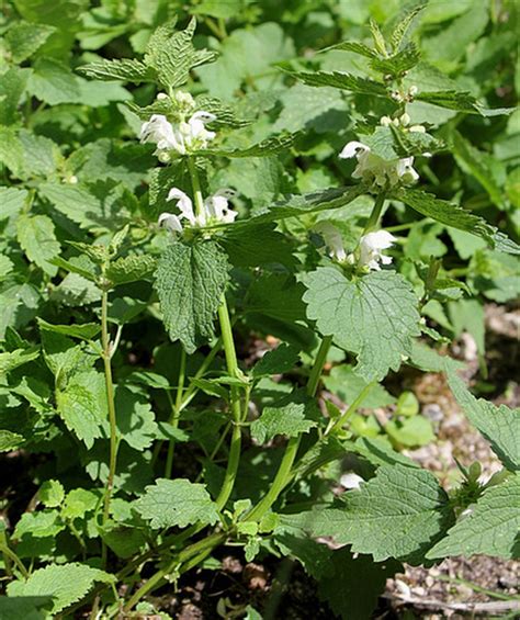 Lamium Album Ortie Blanche