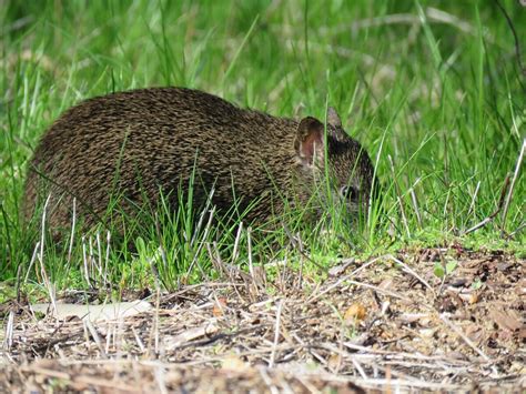 southern brown bandicoot facts habitat  pictures interesting animals