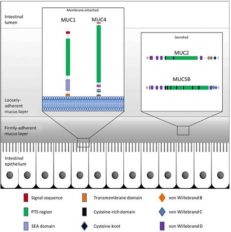 Frontiers Mucin Glycan Foraging In The Human Gut Microbiome Genetics