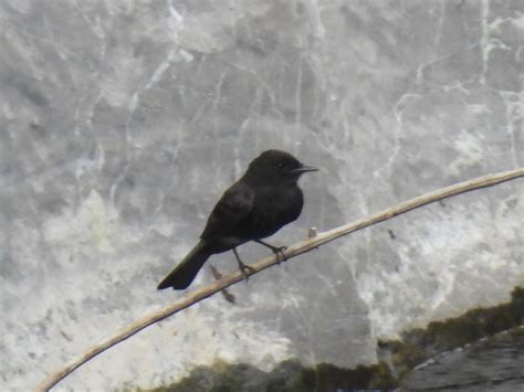 eBird Checklist 11 May 2024 Cañón Seacacar El Estor Izabal GT