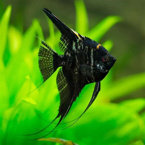 “Angelfish Varieties: Comprehensive Care Guide and Facts” - fishfolio