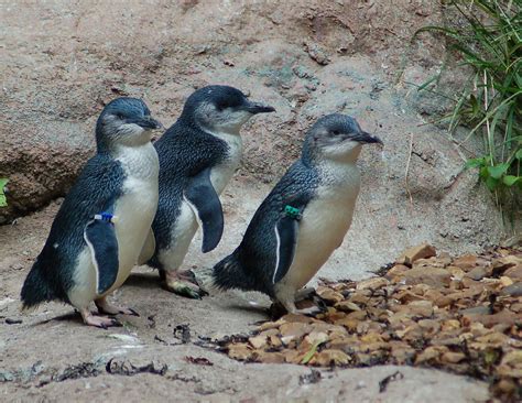 Little Blue (Fairy) Penguin | Online Learning Center | Aquarium of the