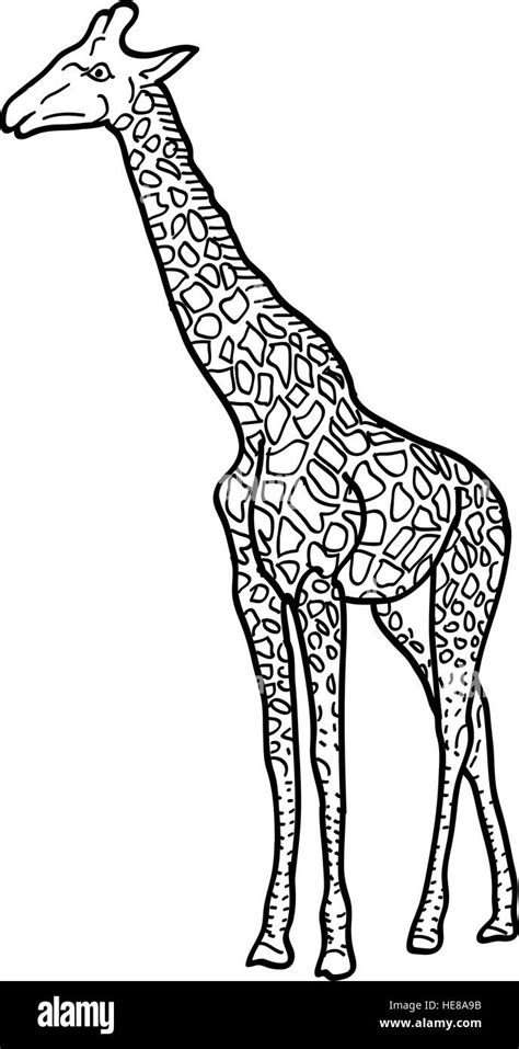 Sketch Of A High African Giraffe On White Background Vector