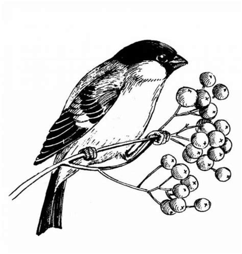 Раскраски Снегири На Ветке Рябины Зимой - 69 фото