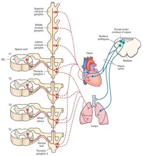 The Cranial Nerves Organization Of The Central Nervous