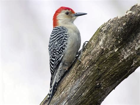 12 Birds That Look Like Woodpeckers - Sonoma Birding