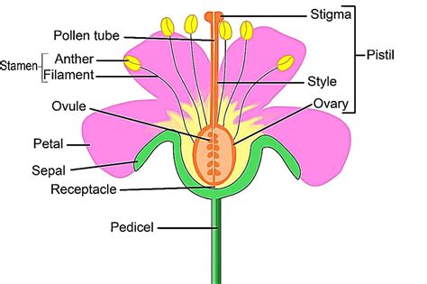 Plant Reproduction Diagram Quizlet