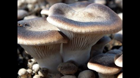 Купить домашнюю грибницу Вешенка королевская у нас в магазине по Лучшей ...