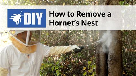 How To Get Rid Of Wasps And Hornets Nest Removal Youtube