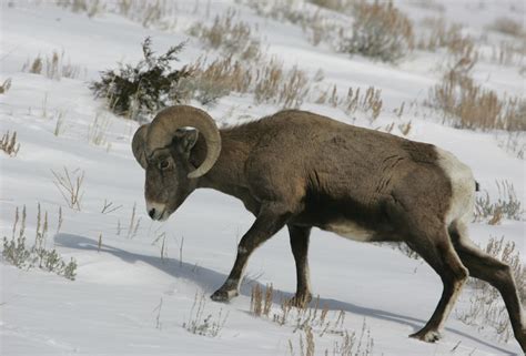 Bighorn Sheep Wallpapers HD Desktop And Mobile Backgrounds