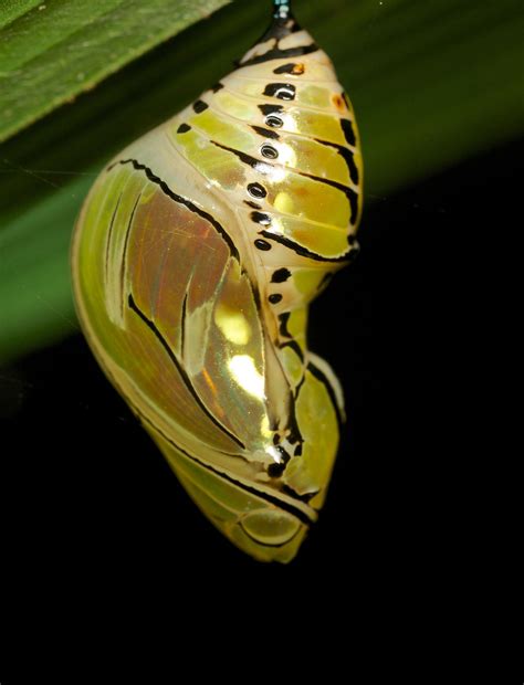 Butterfly Cocoon Picture at Nelson Montgomery blog