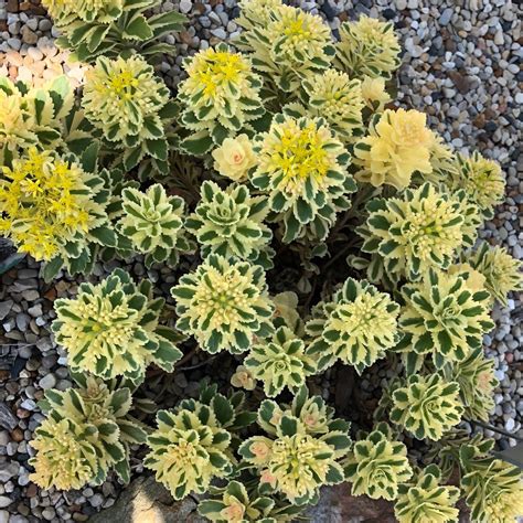 Order Sedum Annuals Online