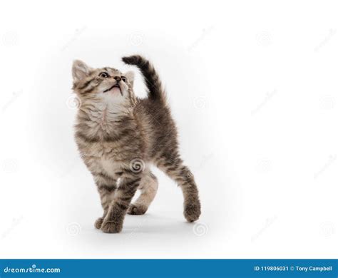 Tabby kitten playing stock image. Image of white, playing - 119806031