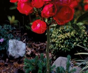 Роза Morsdag Red (Морсдаг Ред) - Штамбовые - Саженцы роз, ягодных ...