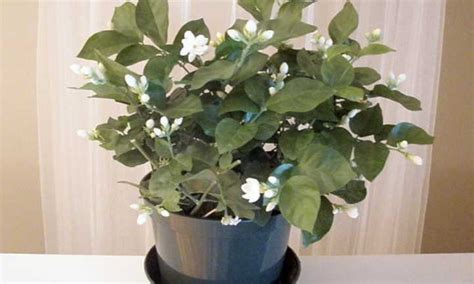 Jasmine Plant Indoor Tips For Happy Houseplants – Nature's Gateway