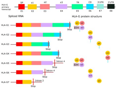 Ijms Free Full Text The Molecular And Functional Characteristics Of