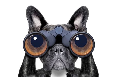 Micro Tracking Devices: Exploring the Future of Pet Care
