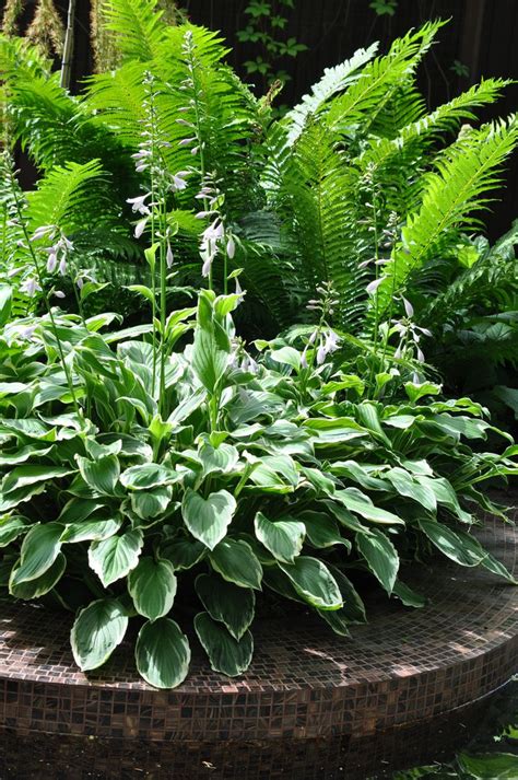 Хосты и папоротник в саду | Plant combinations, Plants, Garden