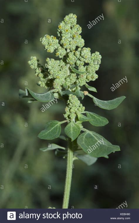 Goosefoot Plant Stock Photos & Goosefoot Plant Stock Images - Alamy