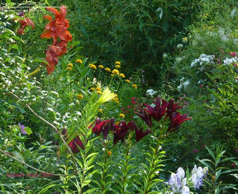 PlantFiles Pictures: Asiatic Lily 'Landini' (Lilium) by Akasha777