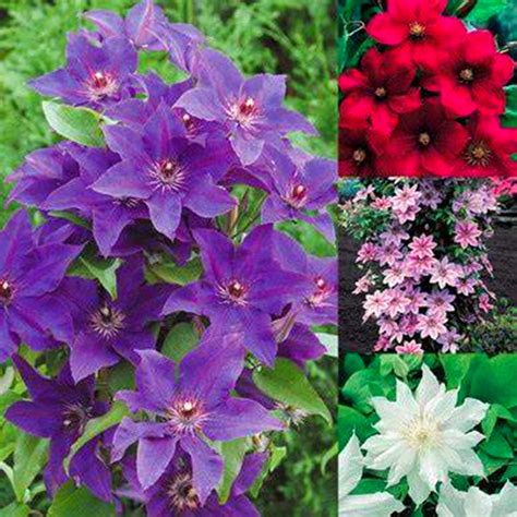 Clematis Bulbs Gardening Climbing Plants Bright Colors Garden Flowers Drought Tolerant，four