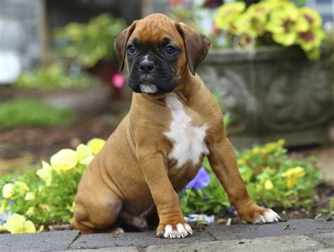 Boxer Dog Info, Temperament, Puppies, Pictures